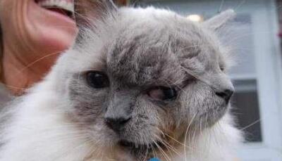 吉尼斯世界上寿命最长的双面猫 三只眼两嘴巴