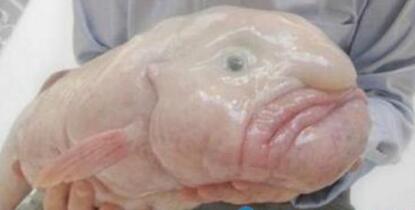 世界上最丑的鱼 丑到没朋友 表情最忧伤的鱼