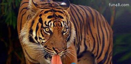 已灭绝的世界上最小的老虎巴厘虎