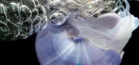 最奇特紫色动物紫色海蜗牛 美的让人惊讶