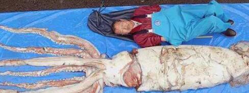 世界上最大的乌贼大王 体重可达300公斤