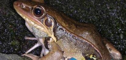 最有趣的青蛙沼水蛙 求偶时叫声像狗