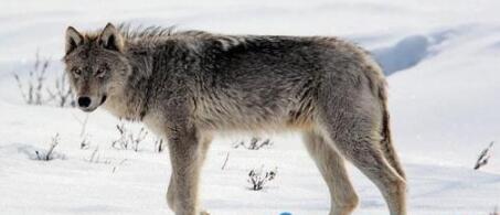 世界上体型最大的狼身长2米 不列颠哥伦比亚狼