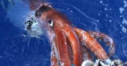 世界上最大的鱿鱼长达10米 重达900斤
