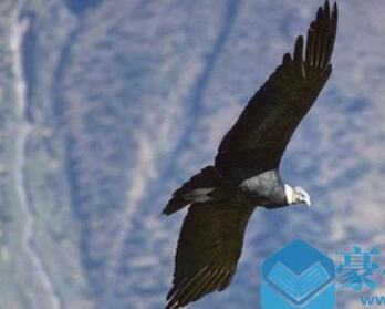 世界上最大的猛禽鸟 安第斯神鹫展开翅膀长度能达到3.2米