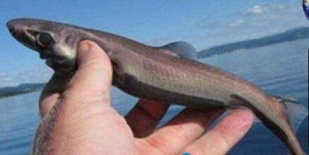 最小的鲨鱼 硬背侏儒鲨体长30厘米还会发光