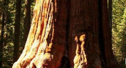 世界上最大最粗的树 谢尔曼将军树直径约12米！