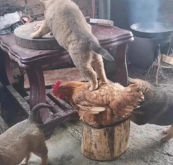 狗狗踩鸡身上吃东西视频走红 网友发出灵魂拷问“是怎么说服鸡的”