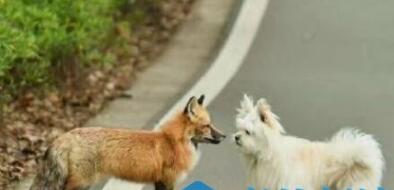 网红狐狸下山觅食原因是什么 武大网红狐狸为什么火了现场图