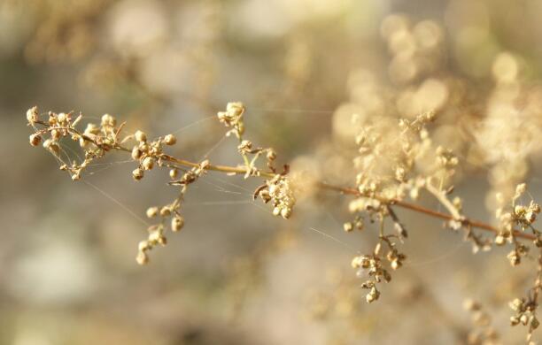 阳台花草枯黄风水上有什么影响？家居常见的风水隐患