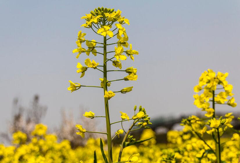 描写春天的优美短句 描写春天的优美句子大全