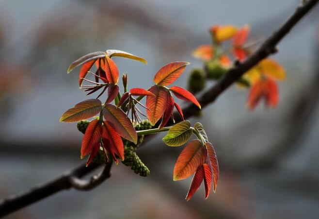 描写春天的古诗有哪些 春天古诗10首简单的