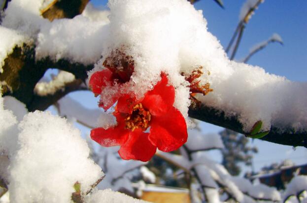 梦见下大雪是吉兆还是凶兆？梦见下大雪又有着什么样的寓意呢？