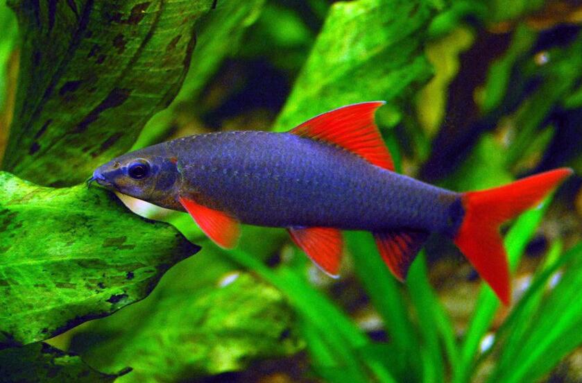 梦见鱼是什么意思 梦到鱼预示着什么，是不是好预兆呢？