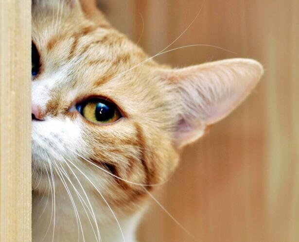 周公解梦：女人梦见猫是什么预兆 女人梦见猫相关梦境