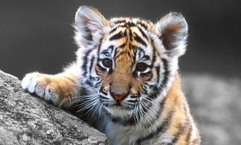 周公解梦梦见老虎 梦见老虎是什么意思