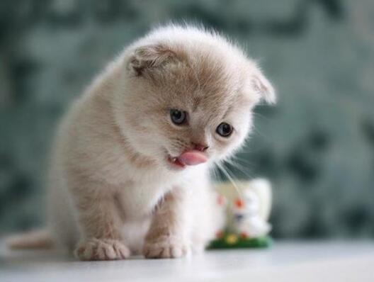 梦见猫是什么意思 梦见猫追我的象征寓意！