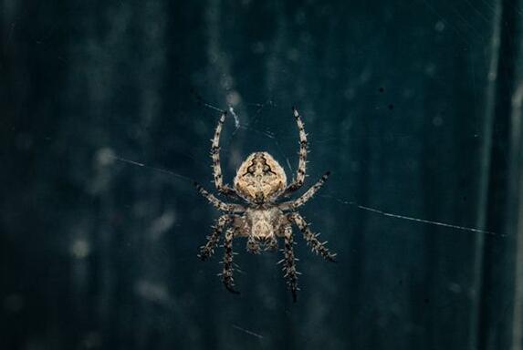 每个梦都有着自身的寓意和解析 梦见蜘蛛意味着什么？