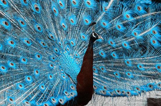 梦见孔雀开屏是好是坏？不同的人梦见有着不同的意义