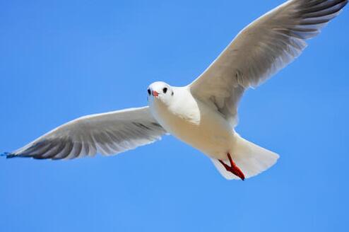 被称为海港清洁工的是哪种海鸟 海上清洁工的海鸟