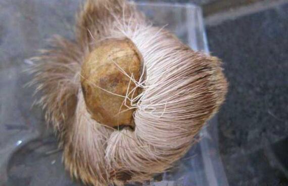 麝香的功效是什么 麝香的功效与作用