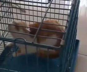 山东理工大学生虐猫被退学 山东理工虐猫事件始末来龙去脉令人愤怒