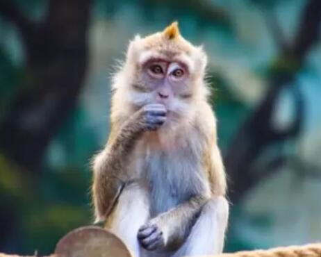 4月23日 农历四月初一 十二属相运势及注意事项