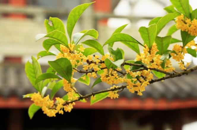 桂花树的风水禁忌，一棵桂花树的风水作用