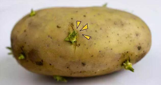 土豆发芽了还能吃吗?土豆发芽了把芽去掉还能吃吗