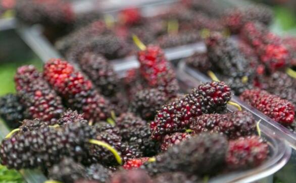 桑葚的功效与作用 适量摄入桑葚酒可以有效预防“三高”