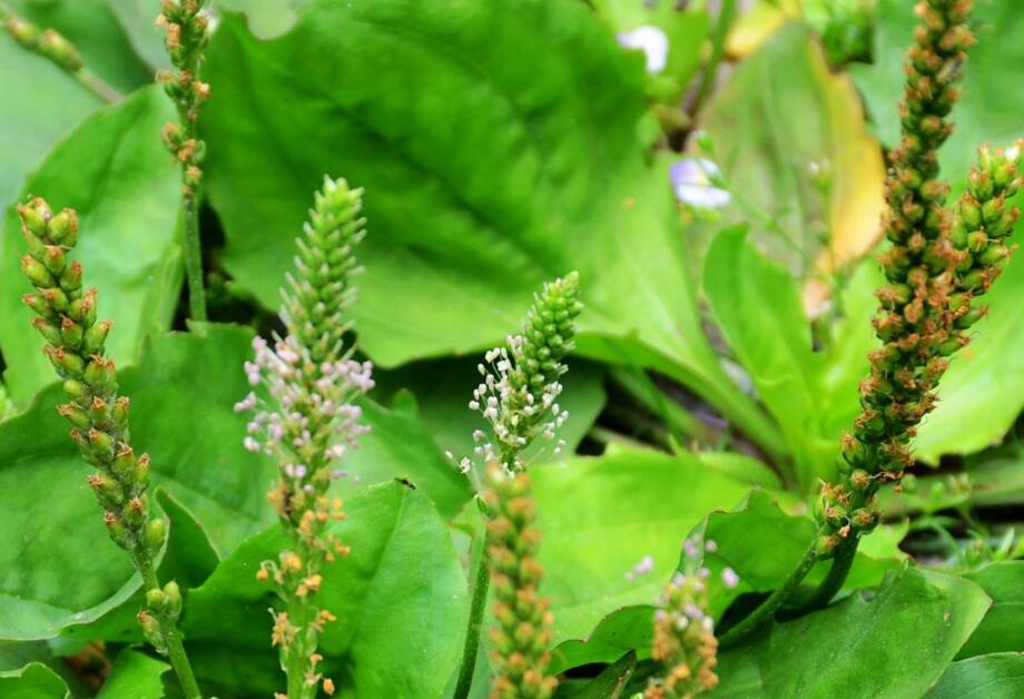 车前草怎么吃？车前草的功效与作用 车前草的禁忌