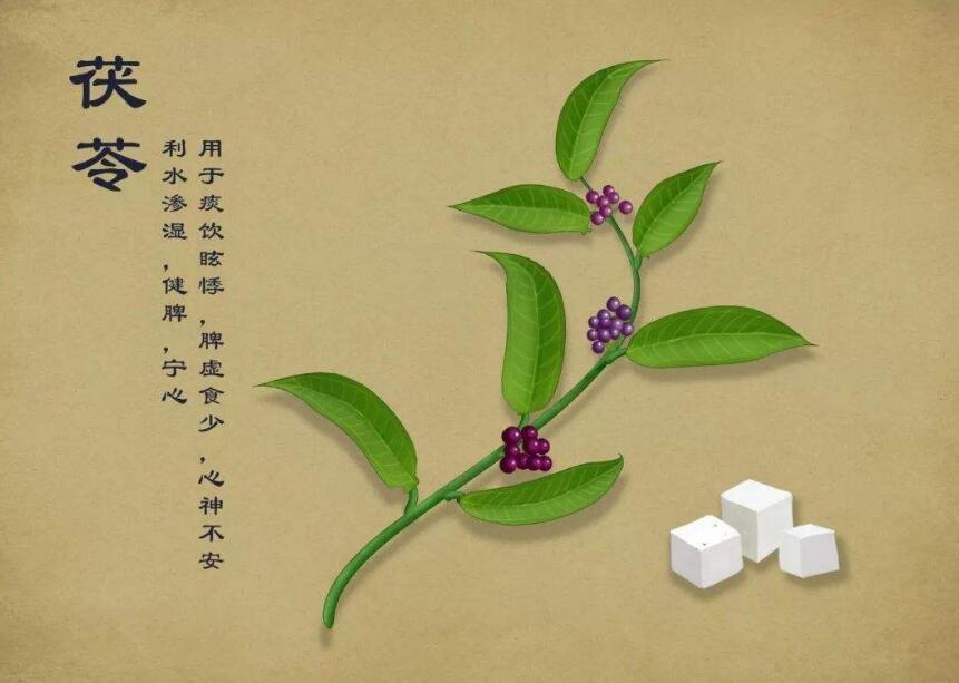 茯苓的功效与作用有哪些？茯苓的功效与作用及食用方法