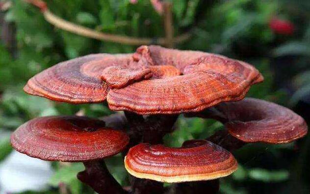 灵芝的功效与作用 灵芝不适合什么人吃