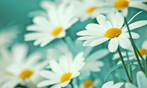 美到窒息的古典诗句 很小众却很惊艳的诗