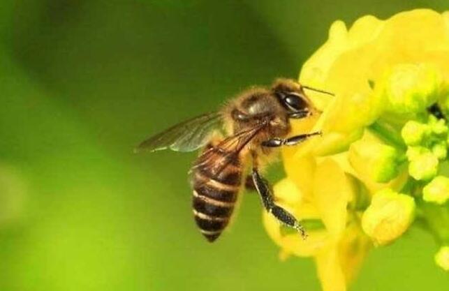 被蜜蜂蛰了怎么办消肿,蜜蜂蛰了最快消肿止痛