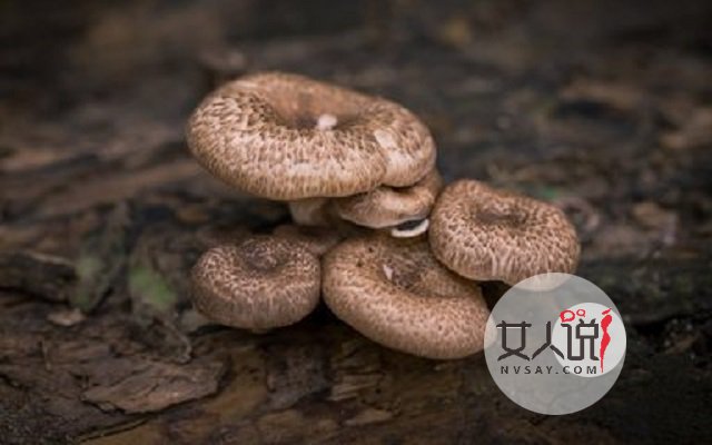 蘑菇怎么做好吃?这里告诉你小秘诀哦,别人我不告诉他