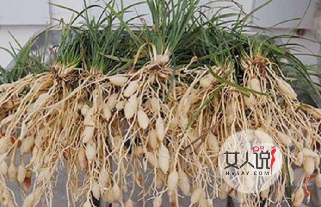 麦冬的功效与作用,夏天解决燥热的小秘密。