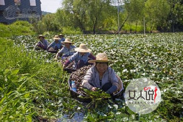 麦冬的功效与作用,夏天解决燥热的小秘密。