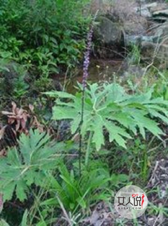 麦冬的功效与作用,夏天解决燥热的小秘密。