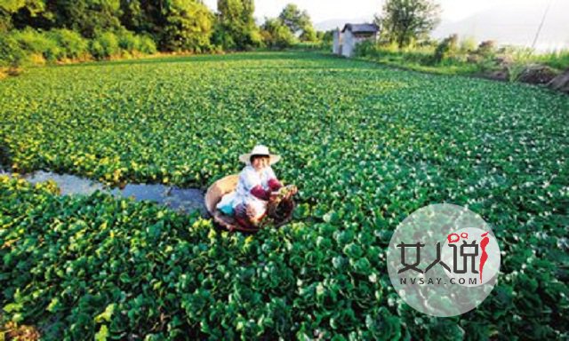 麦冬的功效与作用,夏天解决燥热的小秘密。