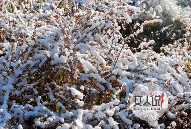 雪绒花，你真的以为是你熟悉的歌曲？快来看看吧