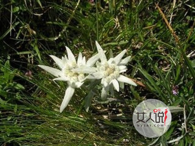 雪绒花，你真的以为是你熟悉的歌曲？快来看看吧