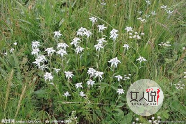 雪绒花,你真的以为是你熟悉的歌曲?快来看看吧