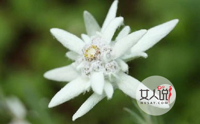 雪绒花,你真的以为是你熟悉的歌曲?快来看看吧