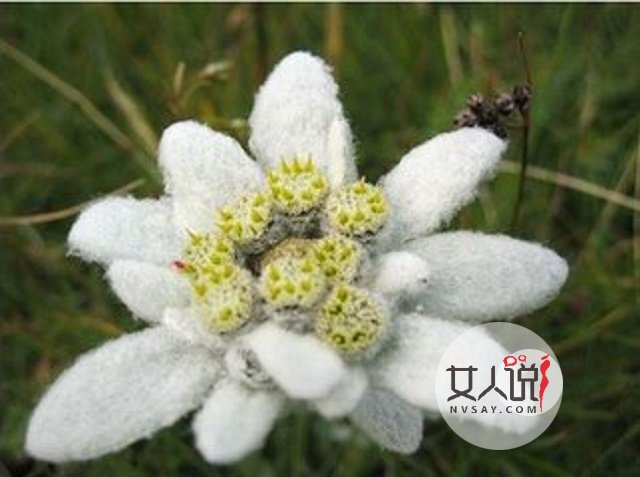 雪绒花，你真的以为是你熟悉的歌曲？快来看看吧