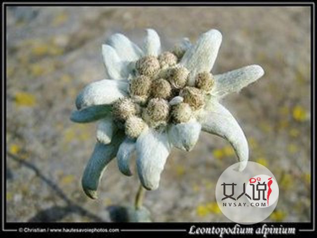 雪绒花，你真的以为是你熟悉的歌曲？快来看看吧