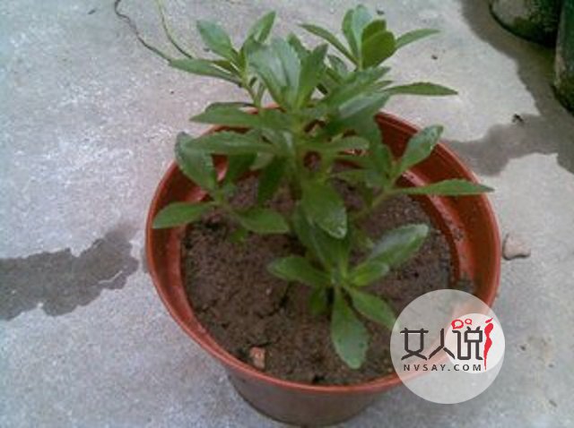 田七的功效与作用及食用方法,真的是疾病的天敌