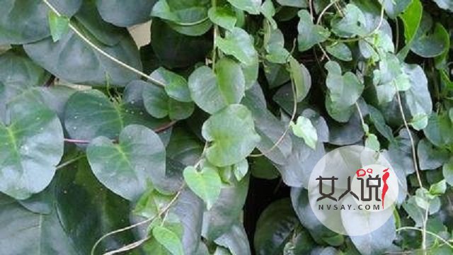 田七的功效与作用及食用方法,真的是疾病的天敌