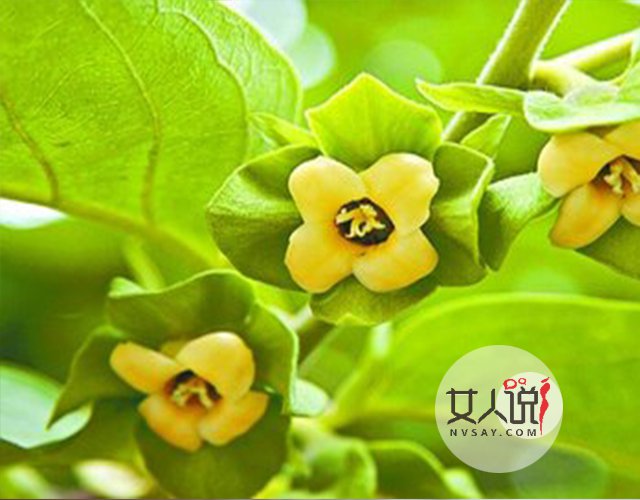 水果小知识:柿子的功效与作用你知道吗?