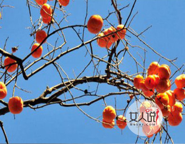 水果小知识:柿子的功效与作用你知道吗?